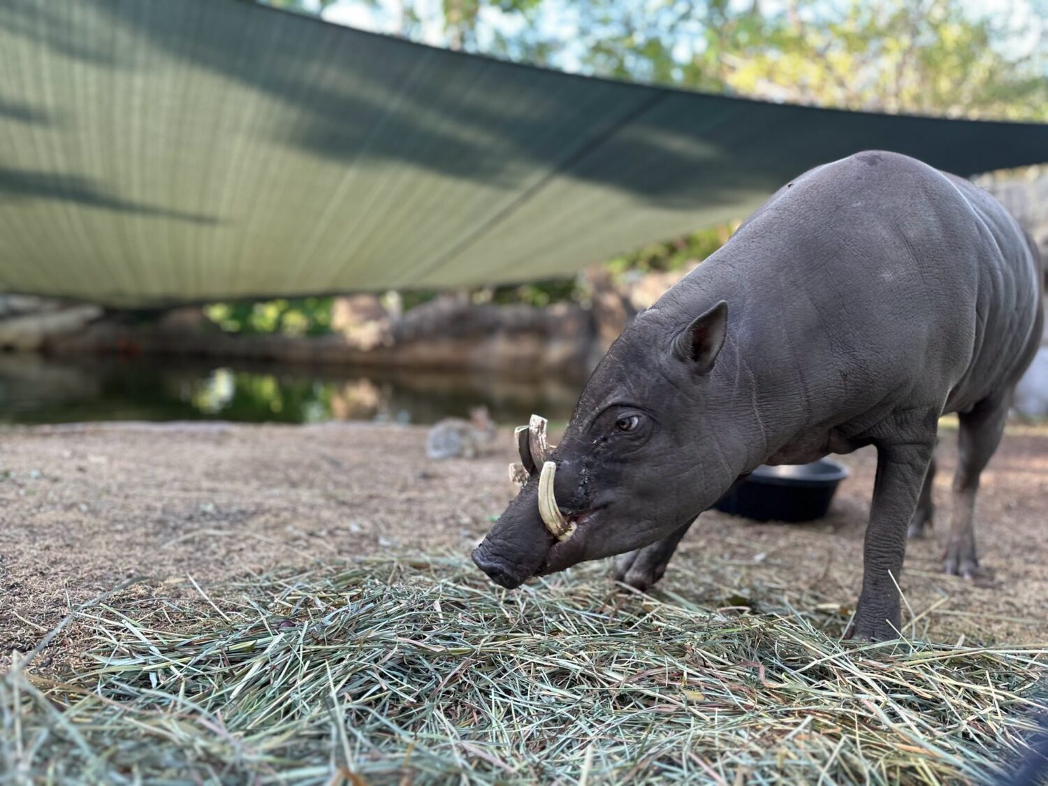 Denver Zoo Conservation Alliance...