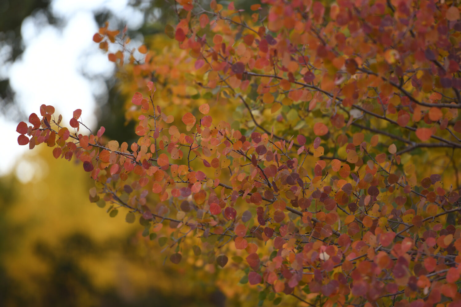 Fall leaves...