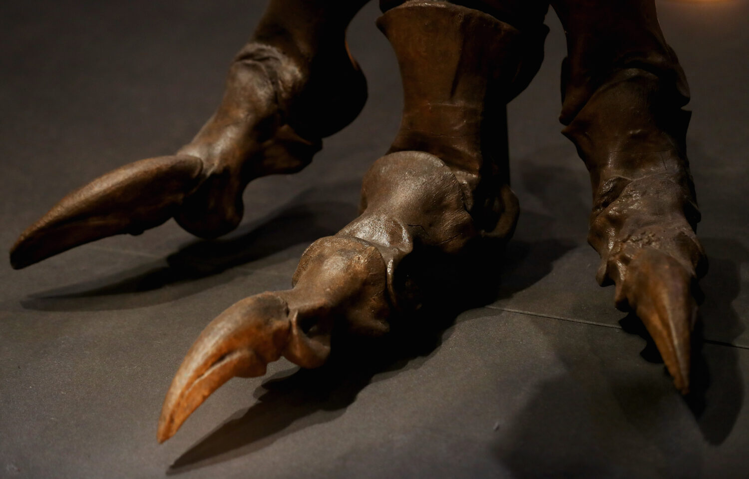 T-Rex foot fossil...